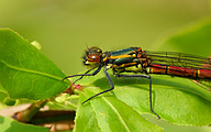 Large Red Damsel (Young female, Pyrrhosoma nymphula)